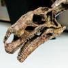 Dinoskelett